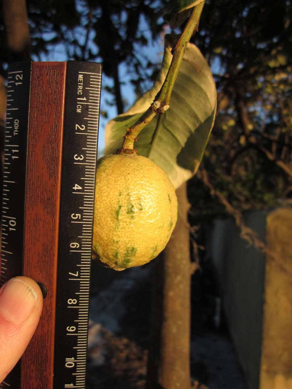            Fruit (Pink Variegated, Winter Haven, FL)   